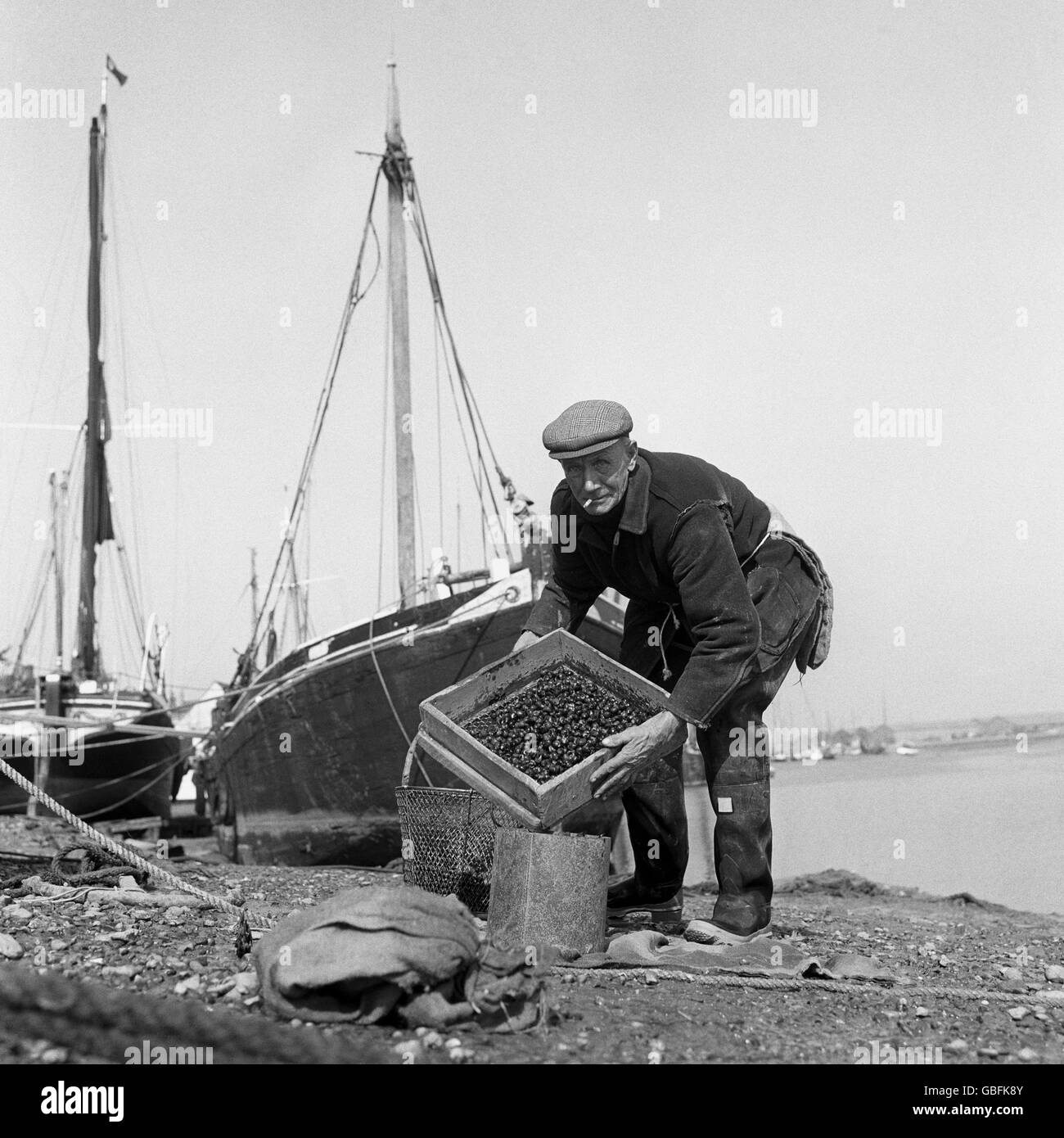 Clifford Claydon, who followed in his father's footsteps and has been a winkle fisherman for fifty years, sifting his catch on the shore at Maldon, Essex. Stock Photo