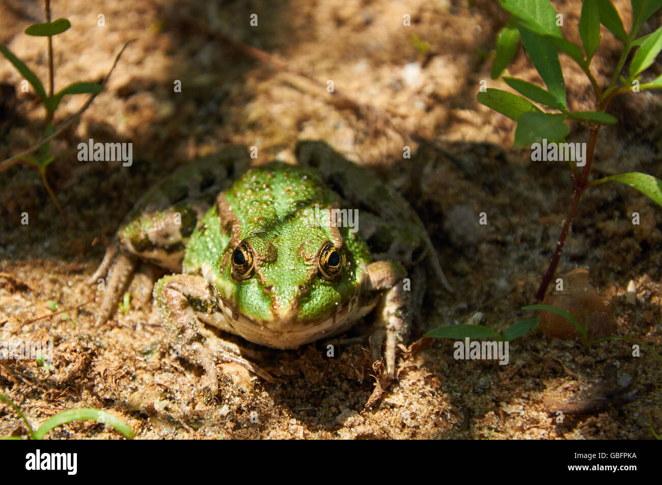 Green pond frog  is sitting on the sand Stock Photo