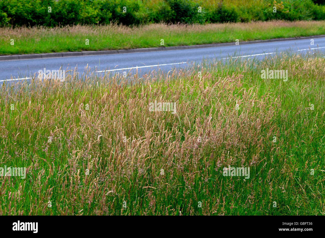 overgrown grass verge Stock Photo