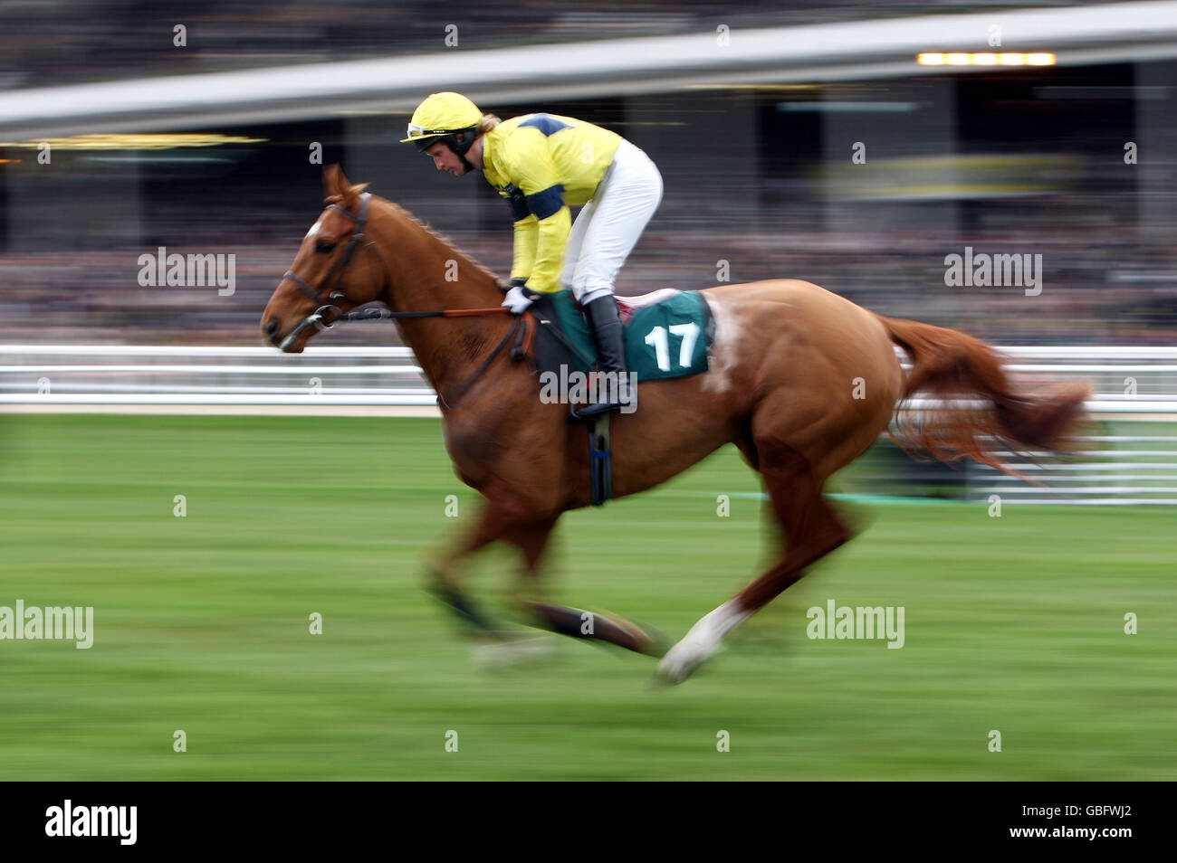 Bible Lord ridden by Mark Grant in the Freddie Williams Festival Plate Steeple Chase at Cheltenham Racecourse, Cheltenham. Stock Photo