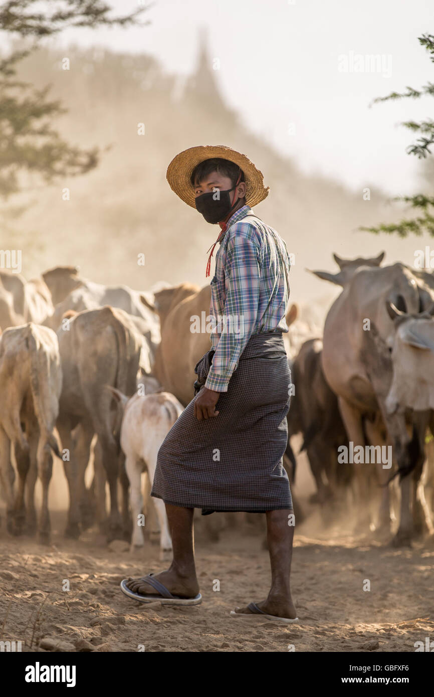 Cattle herding Stock Photo