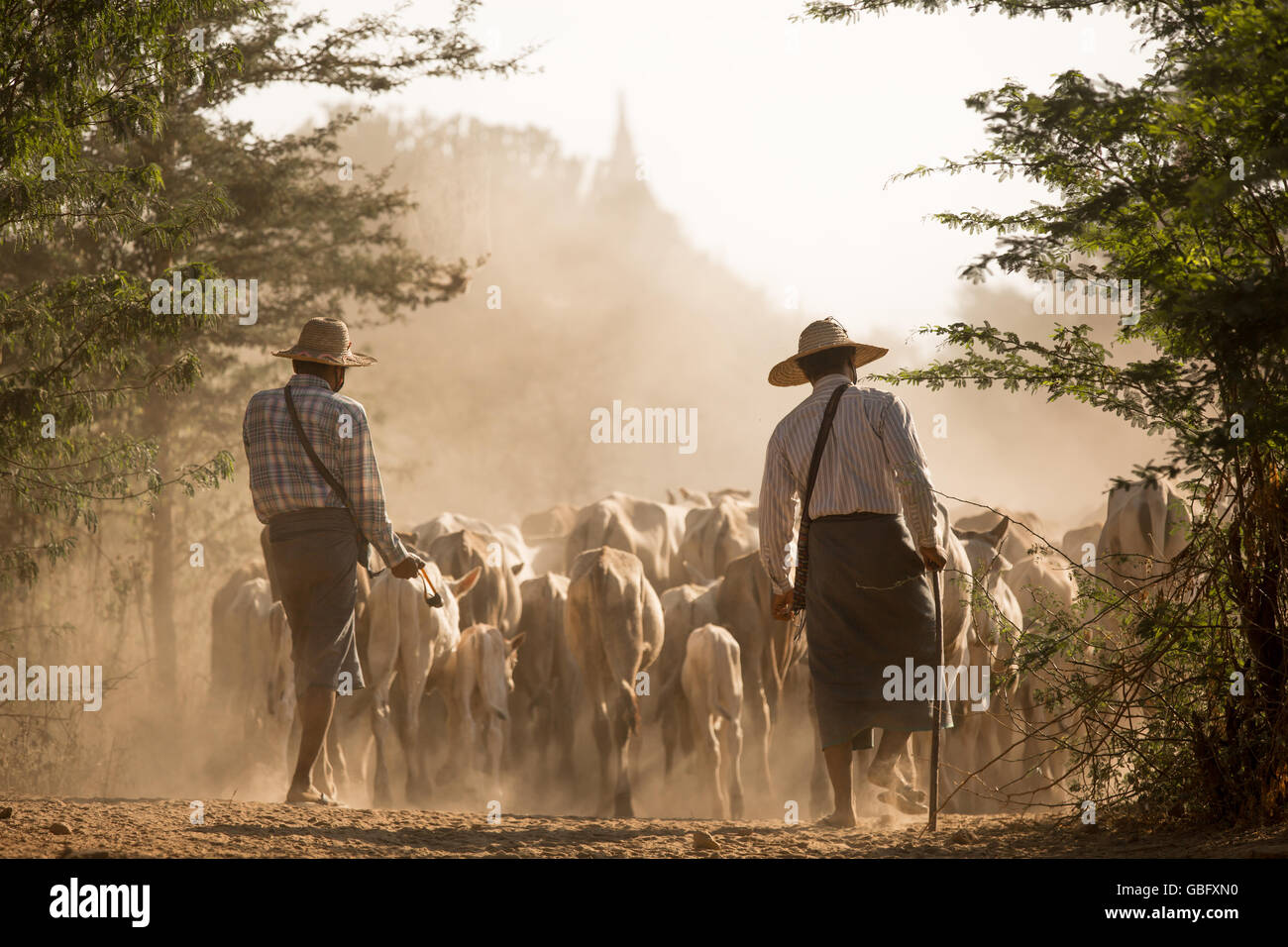 Cattle herding Stock Photo