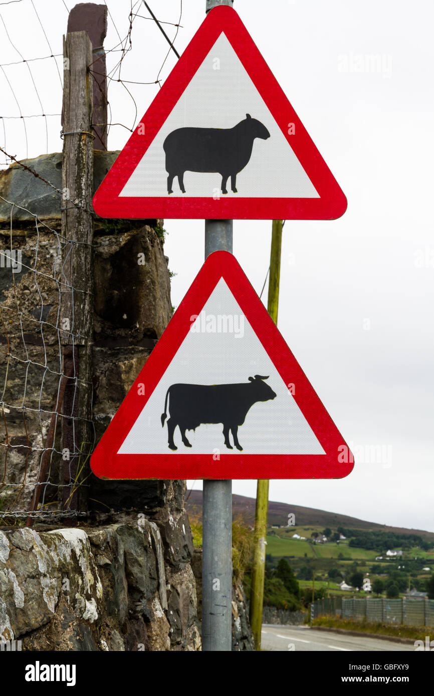 The United Kingdom triangular road warning sign cattle and sheep. Stock Photo