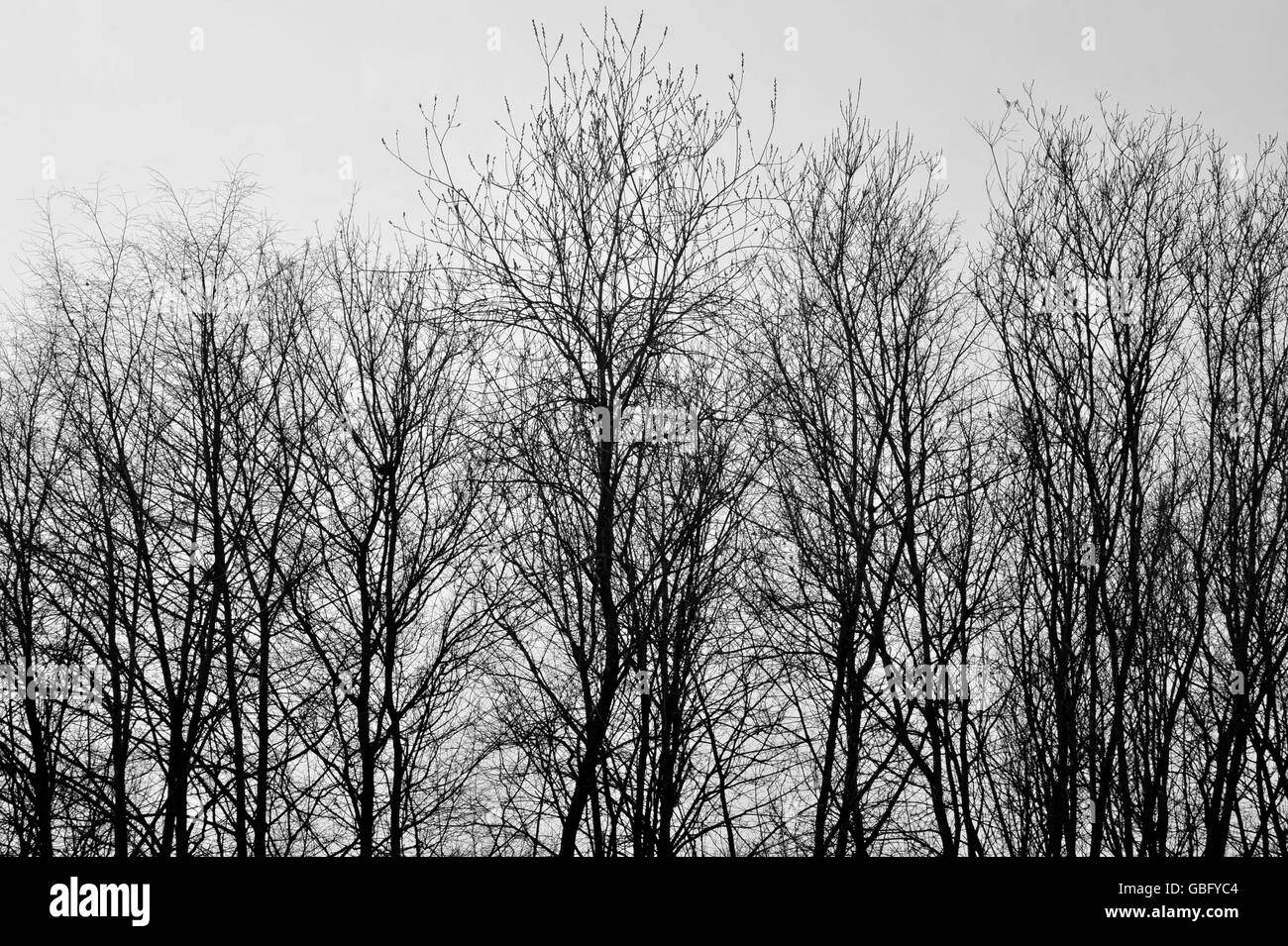 silhouette branches trees Stock Photo