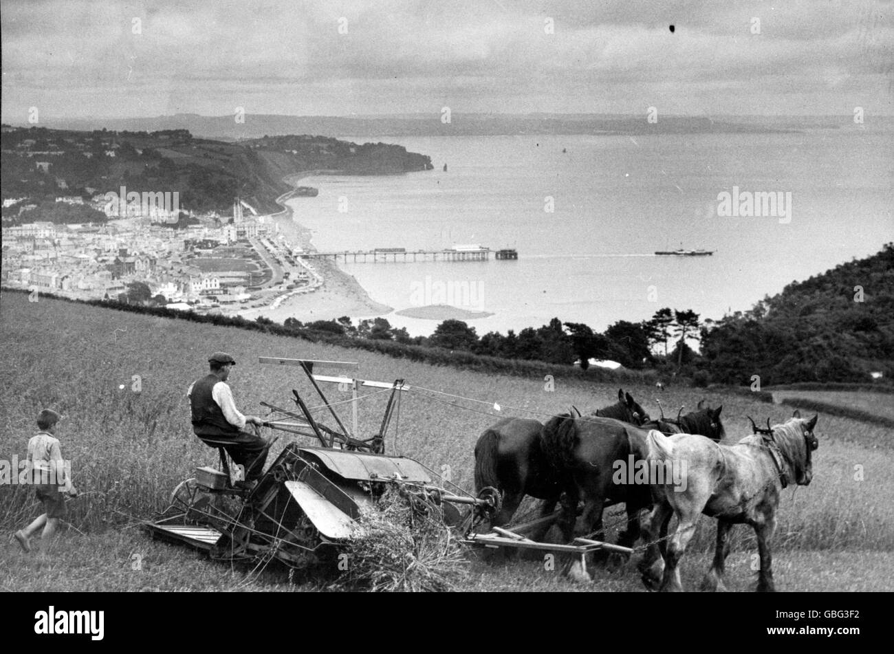 A typical Devon hillside, with reaping in full swing by horse-drawn thresher. Stock Photo