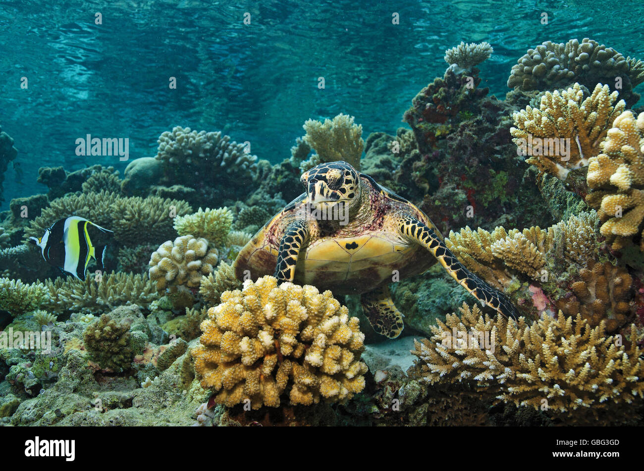 Turtle Foraging Hawksbill turtle, Eretmochelys imbricata, foraging in coral reef with ...
