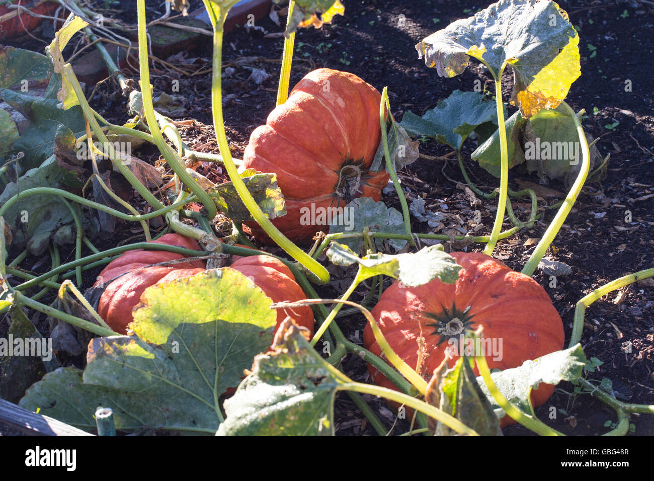 Pumpkins growing in a field Stock Photo - Alamy