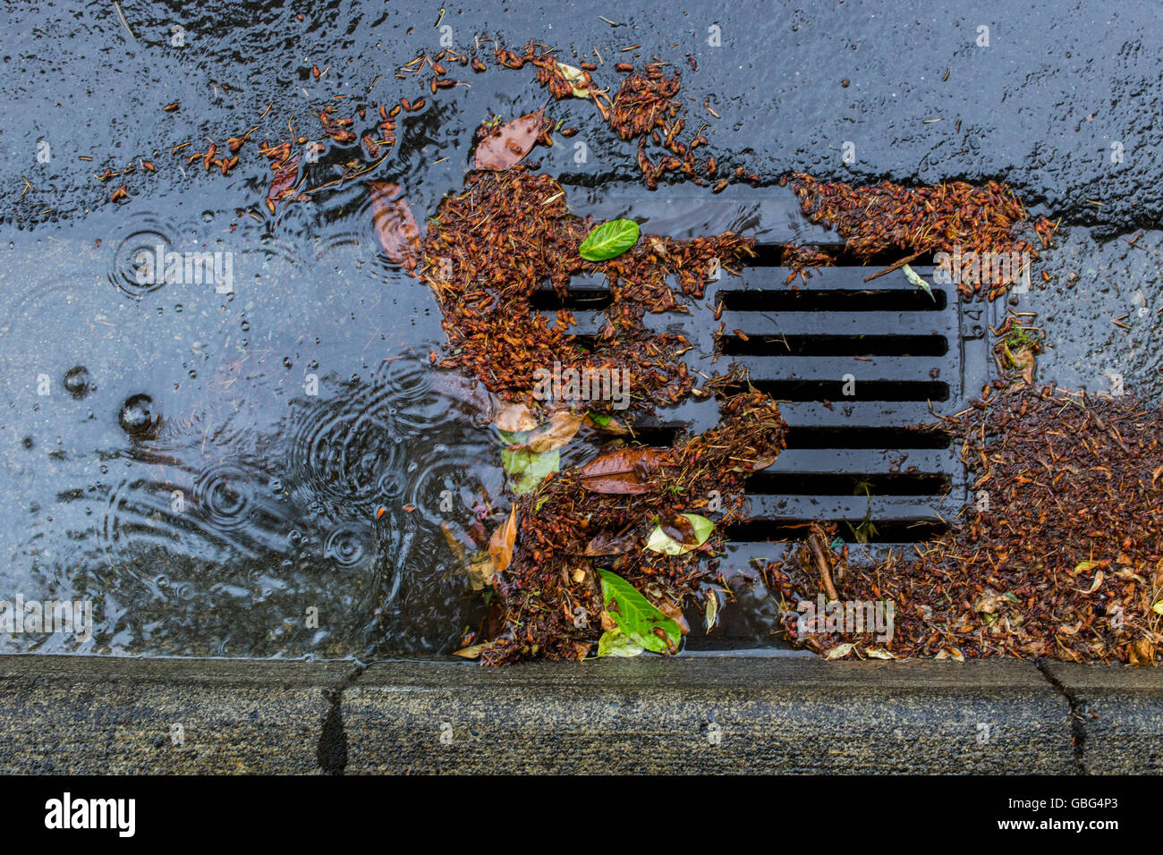 Debris clogging a storm drain Stock Photo Alamy