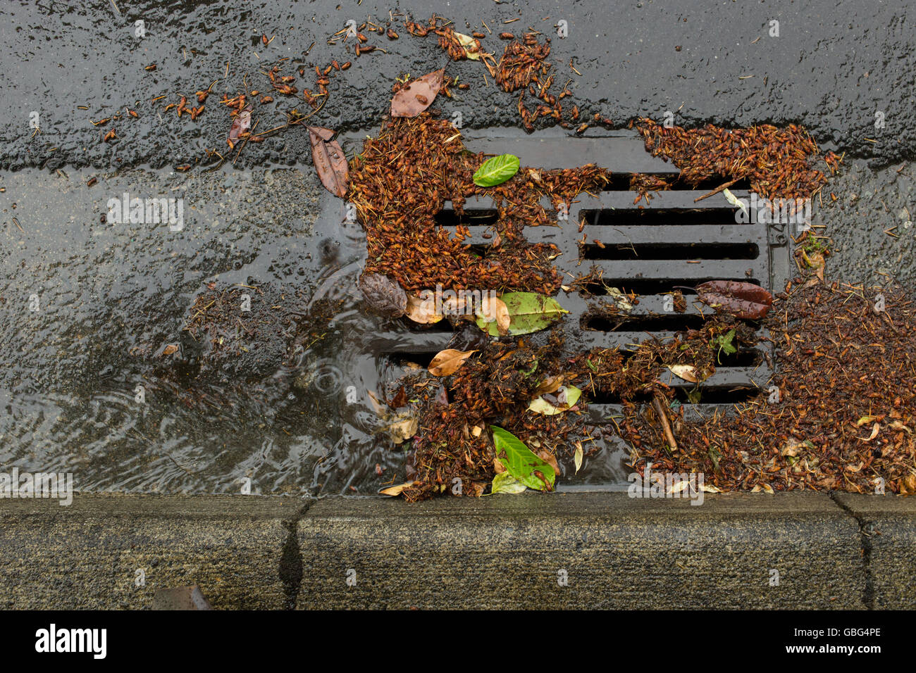 Debris clogging a storm drain Stock Photo Alamy
