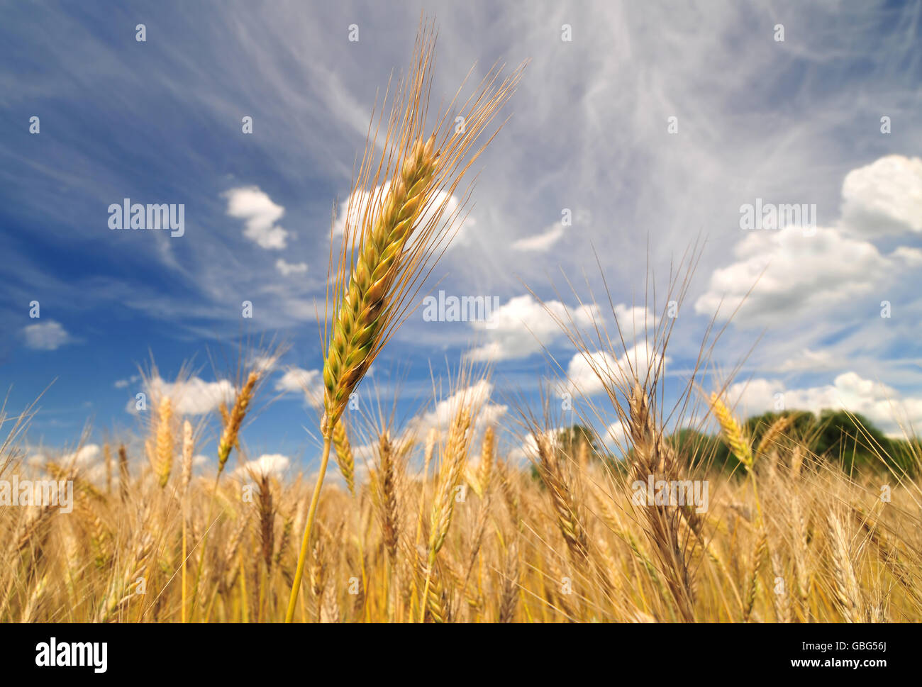 Close up of barley plant on a bright sunny day Stock Photo