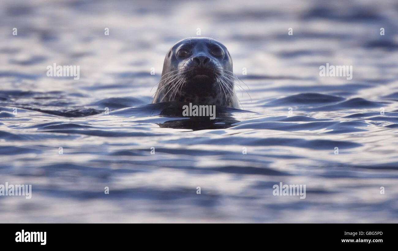 Seals in Scotland Stock Photo Alamy