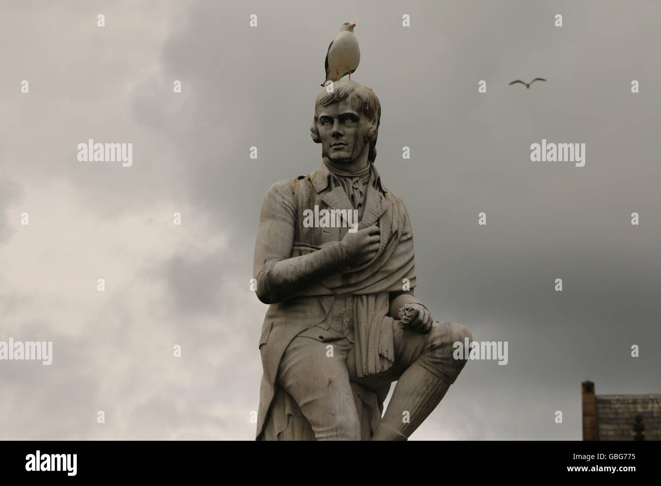 Seagull perches atop statue of Robert Burns in Dumfries, Scotland. Standing on the shoulders of giants. Stock Photo