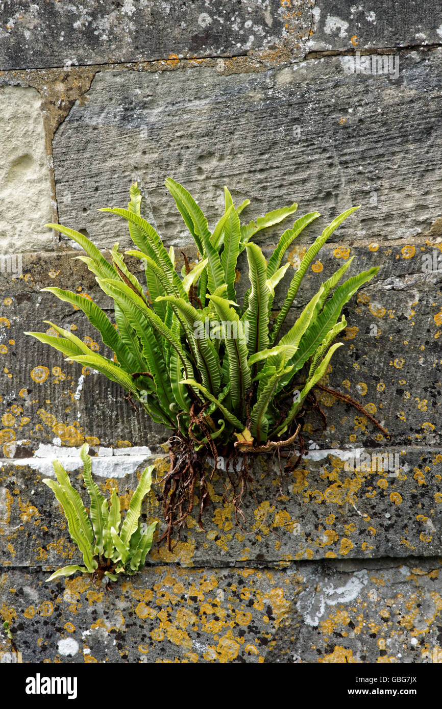 Hart's Tongue fern (Asplenium Scolopendrium) on stone wall Stock Photo