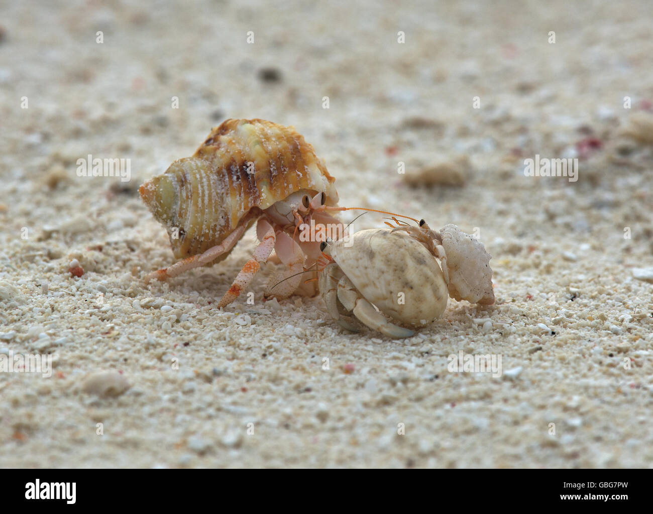 Three Hermit crabs, decapod crustaceans, meeting on a beach in the Maldives, Indian Ocean Stock Photo