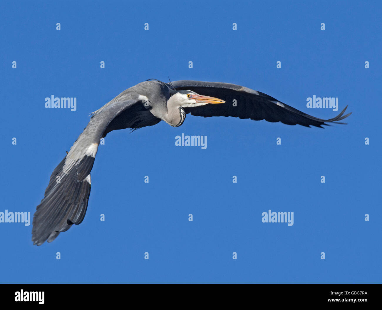 Grey Heron (Ardea cinerea) flying, view from front, Blackpool, UK Stock Photo