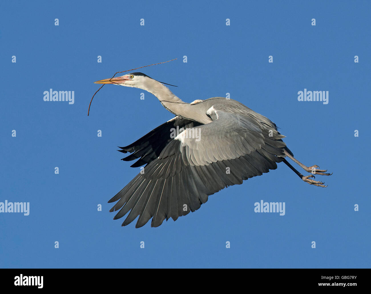 Grey Heron (Ardea cinerea) flying with branch in the beak, view from side, Blackpool, UK Stock Photo