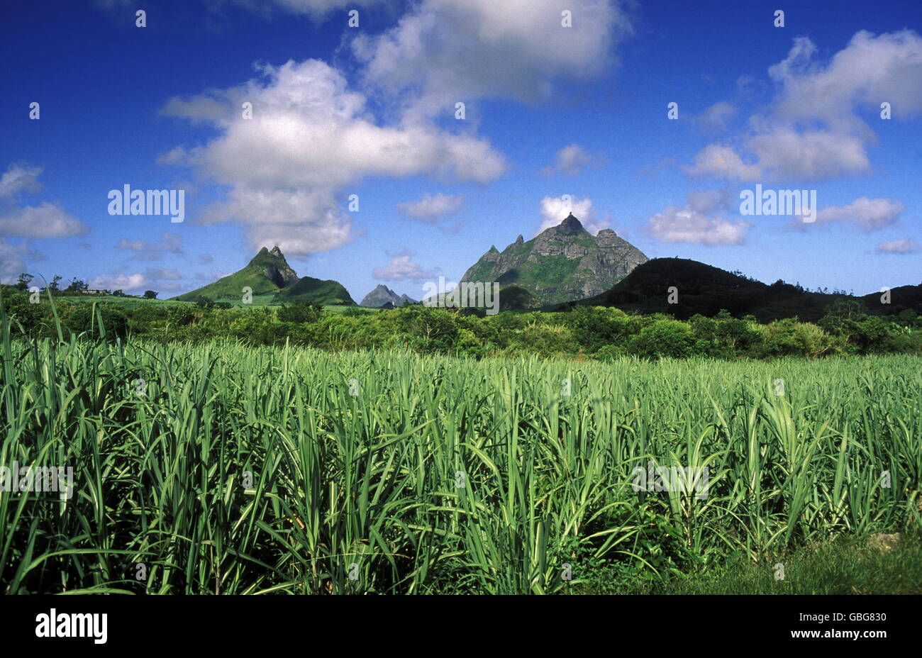 sugar cane plantation on the island of Mauritius in the indian ocean