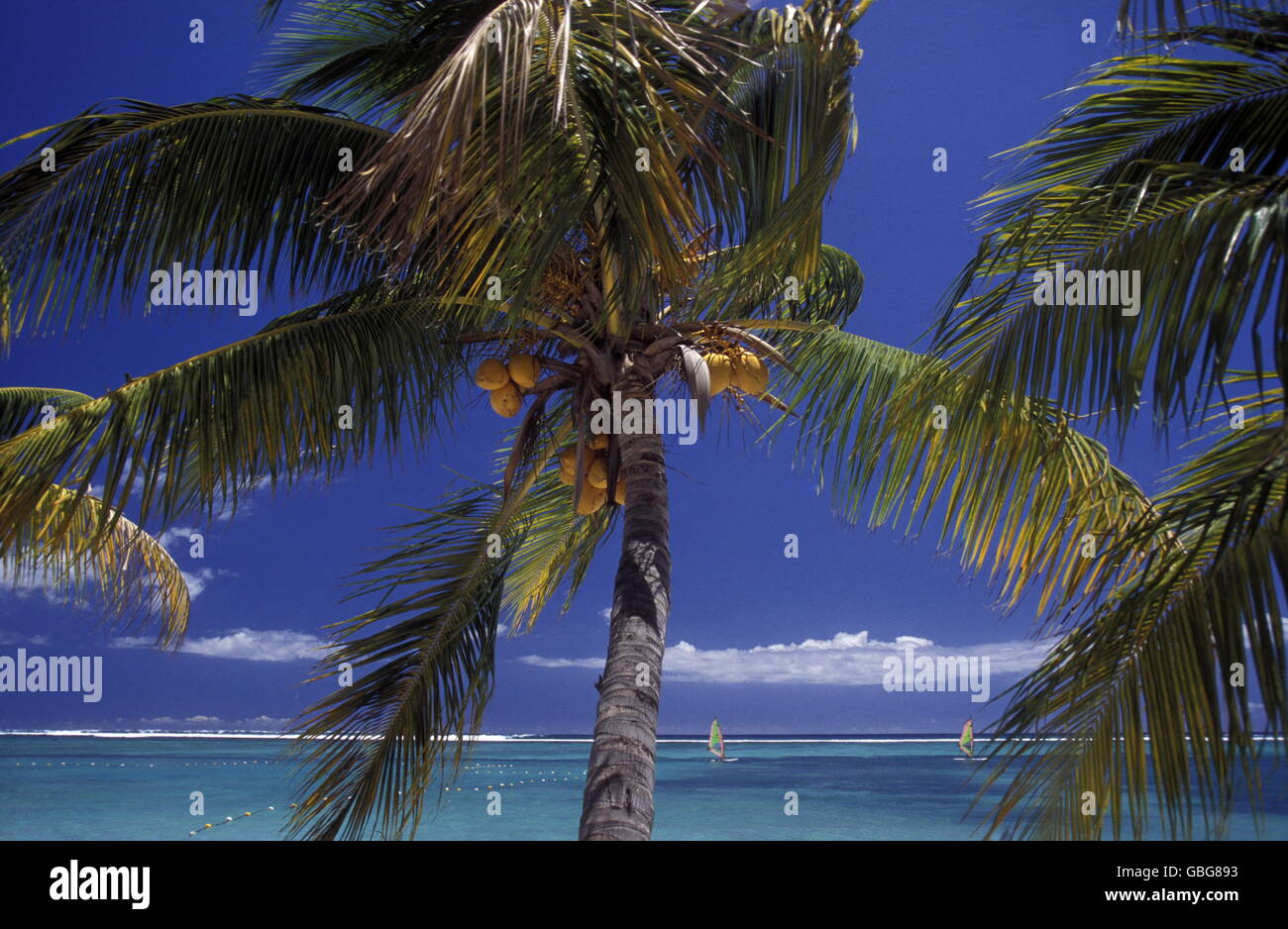 palmtrees on a beach on the island of Mauritius in the indian ocean ...
