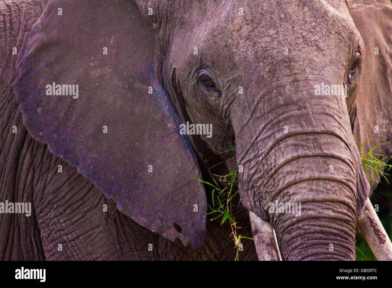 Elephant in the African Bush Stock Photo - Alamy