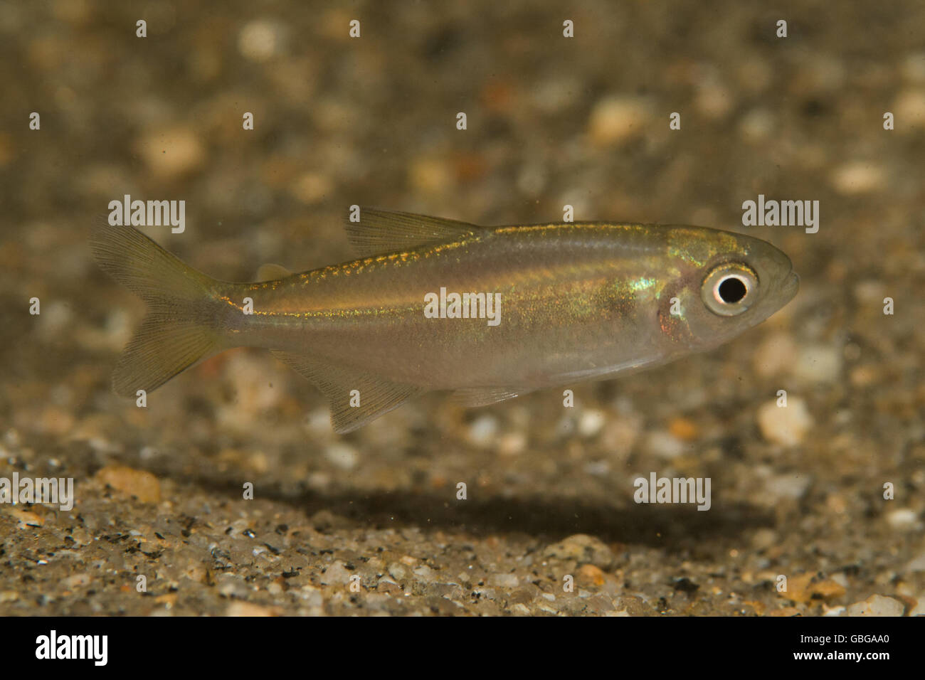 fresh water minnow shoot in Brazil Rain forest Stock Photo - Alamy