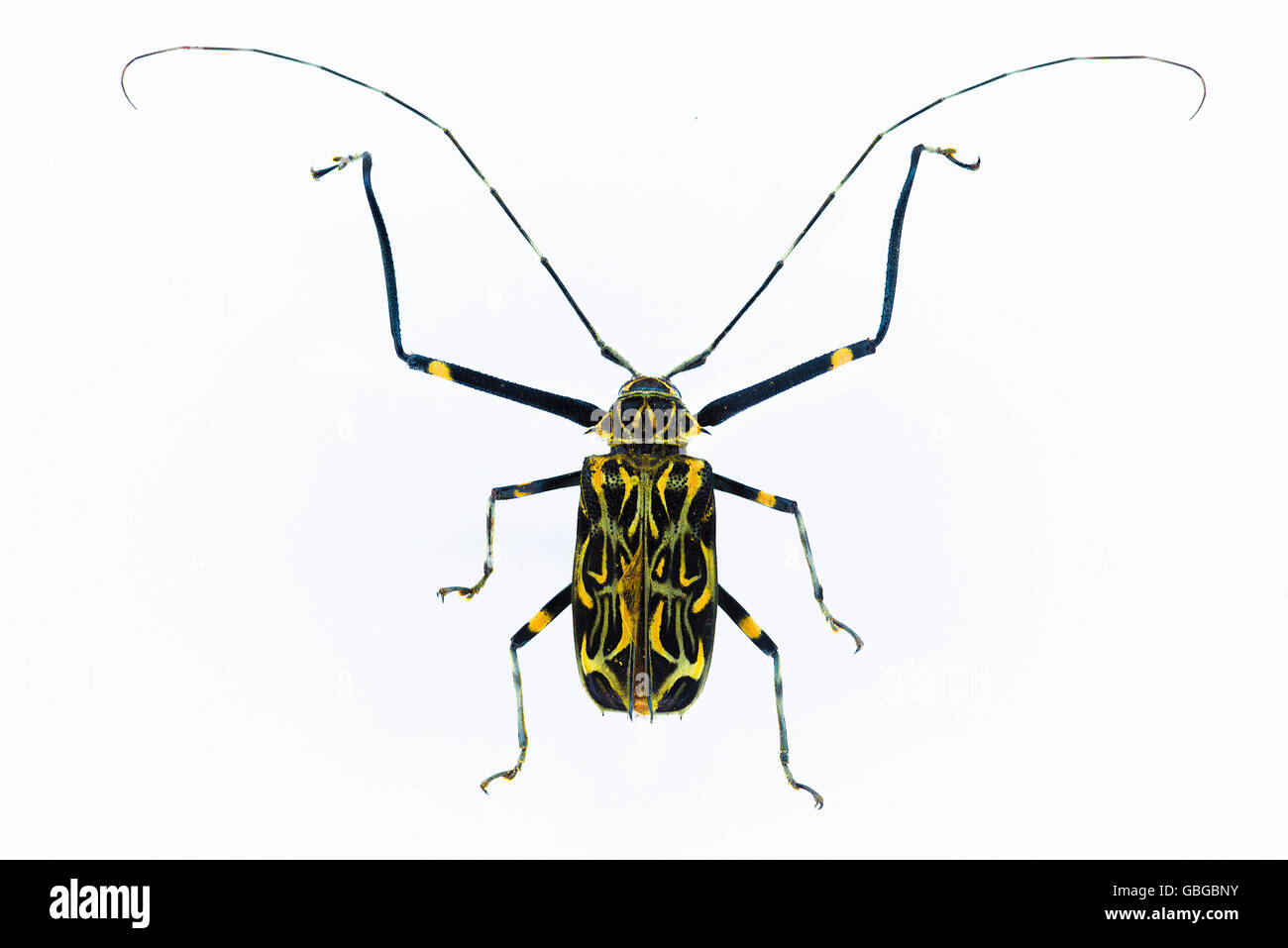 Atlantic forest beetle. Stock Photo