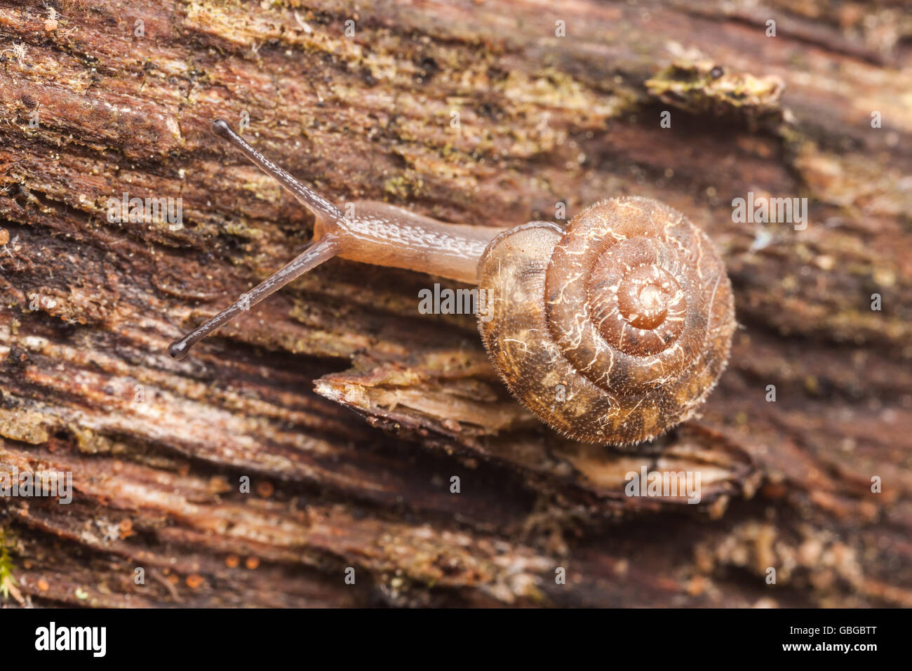 A Tigersnail (Anguispira sp.) moves slowly on the side of a fallen dead tree. Stock Photo