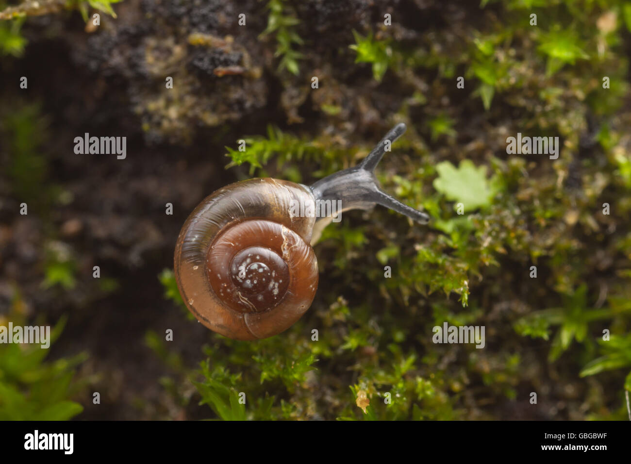 A Quick Gloss (Zonitoides arboreus) snail moves slowly on the side of a moss covered tree. Stock Photo