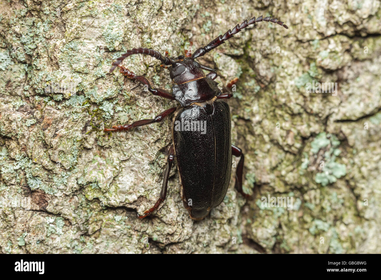 A female Broad-necked Root Borer (Prionus laticollis) clings to the side of a tree. Stock Photo