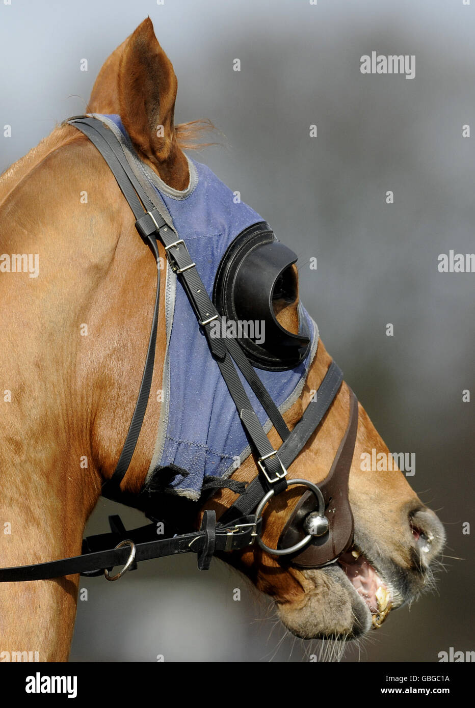 A horse wears blinkers at Lingfield Park Racecourse, Surrey. Stock Photo
