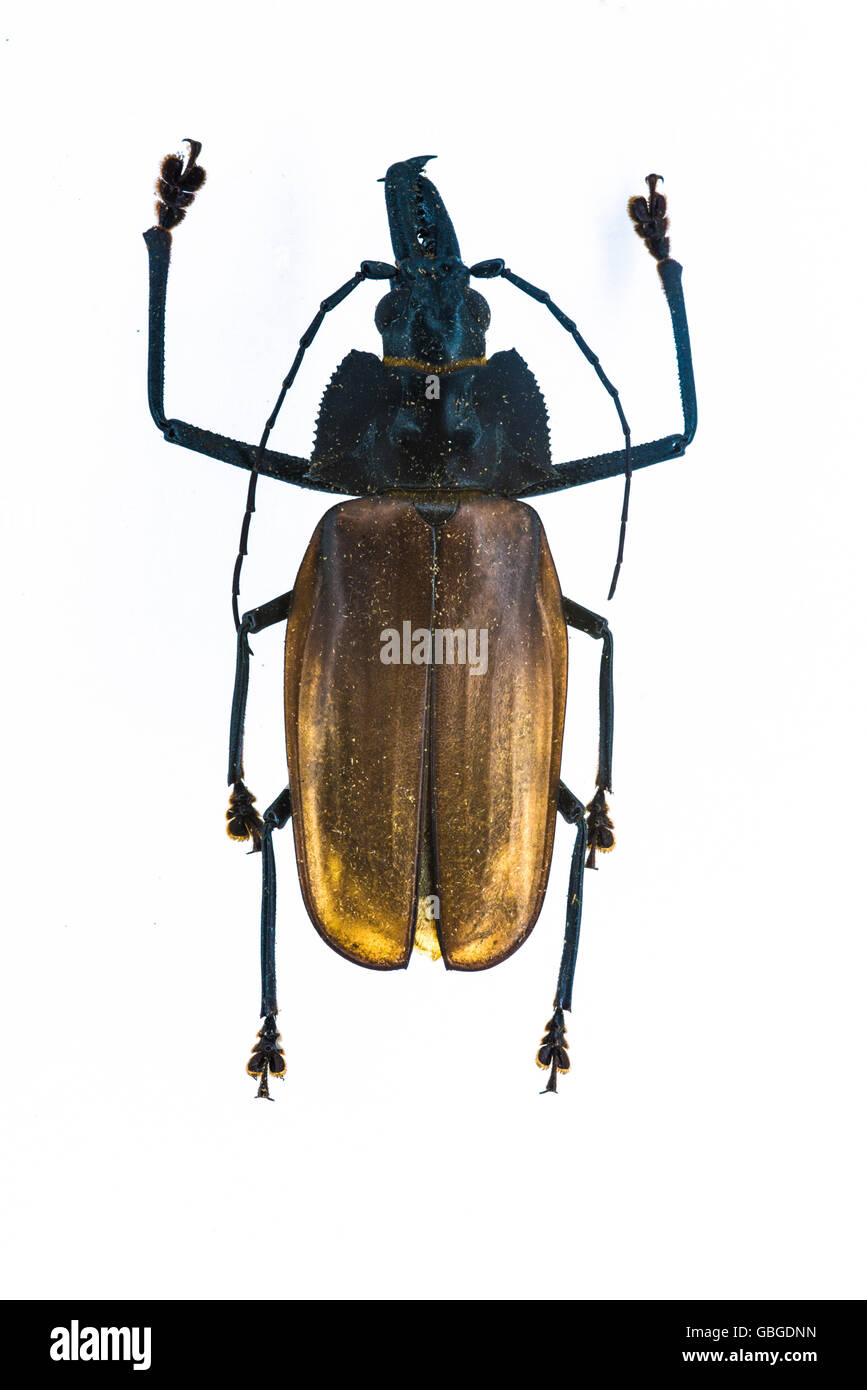 Wood eaten beetle, from Brazil. Stock Photo