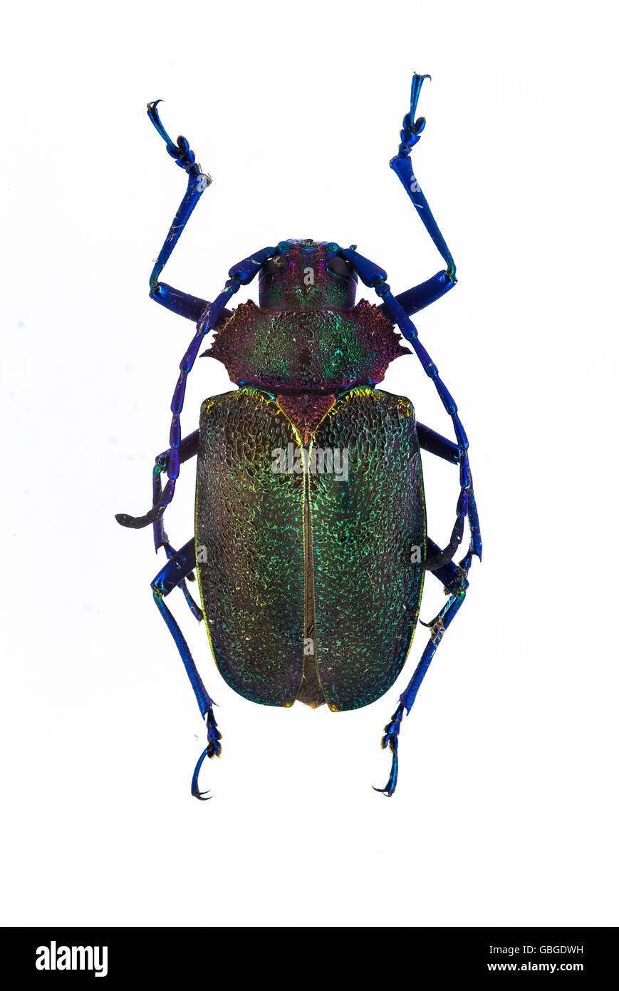 Green beatle from Brazil. Stock Photo