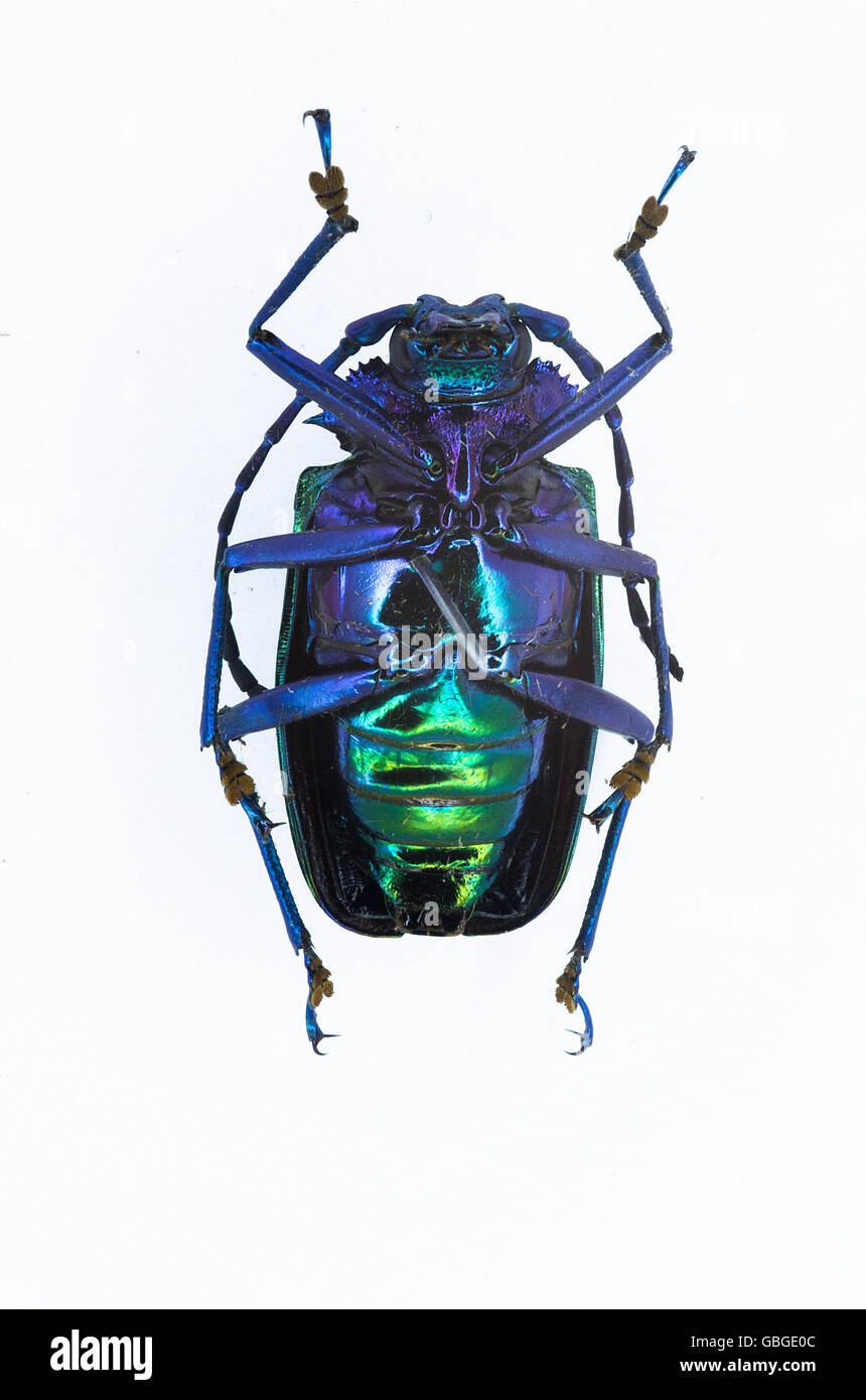 Colorfull beatle from Brazil. Stock Photo