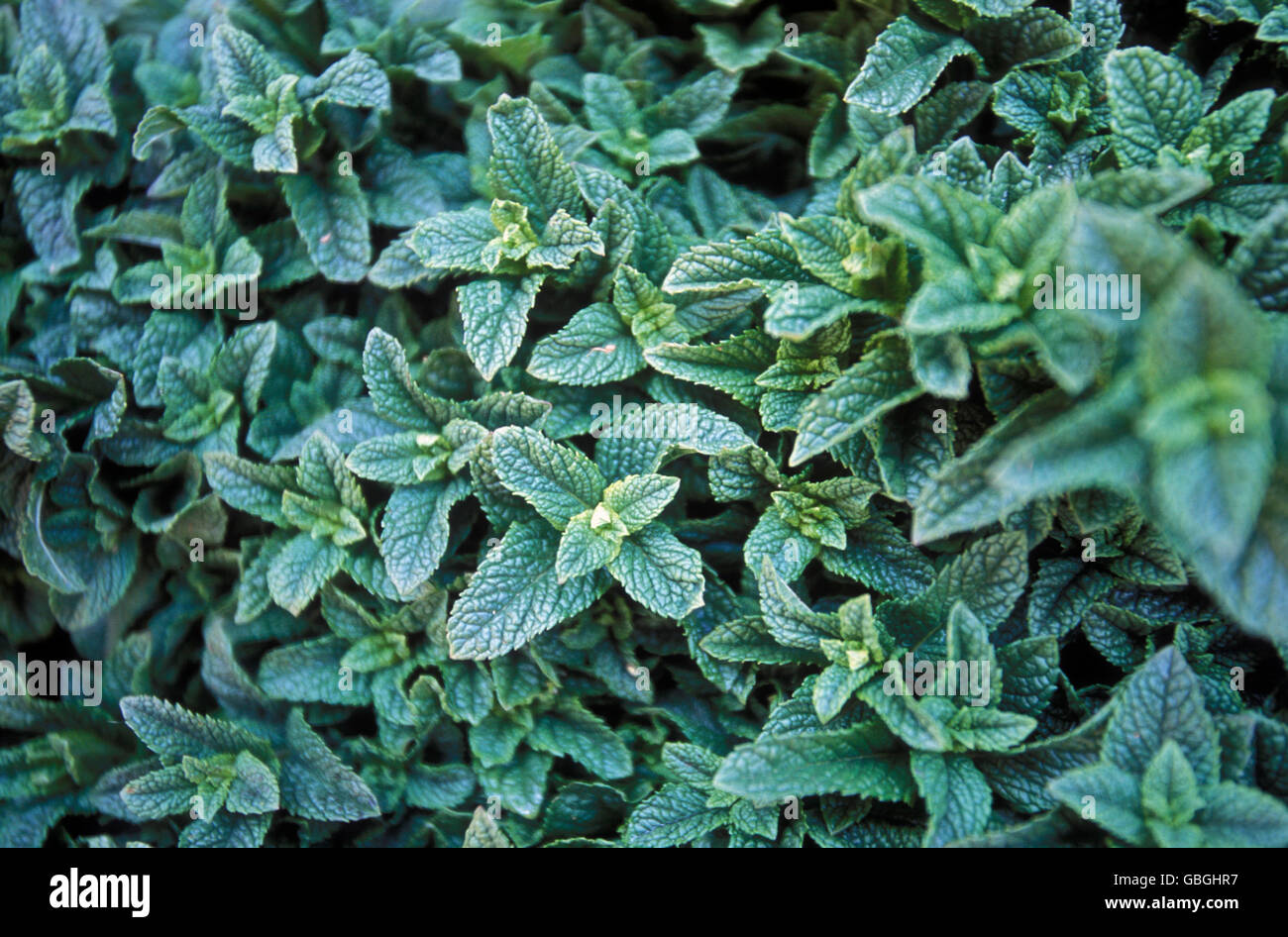 Mint in a Tea House at the Djemma del Fna Square in the old town of Marrakesh in Morocco in North Africa. Stock Photo