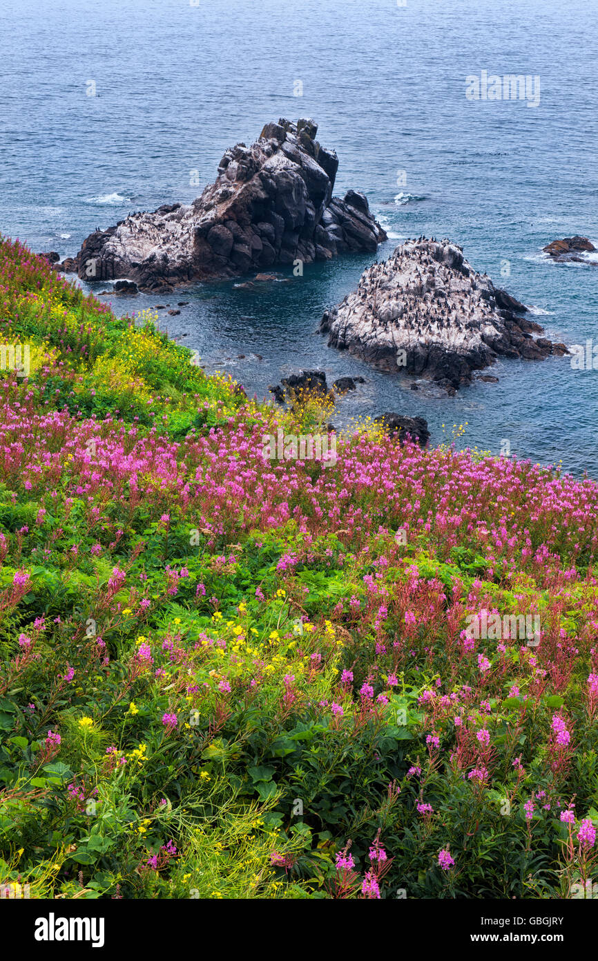 Summer fireweed blooms at Yaquina Head as offshore cormorants nest on Stegosaurus Rock along Oregon’s central coastline. Stock Photo