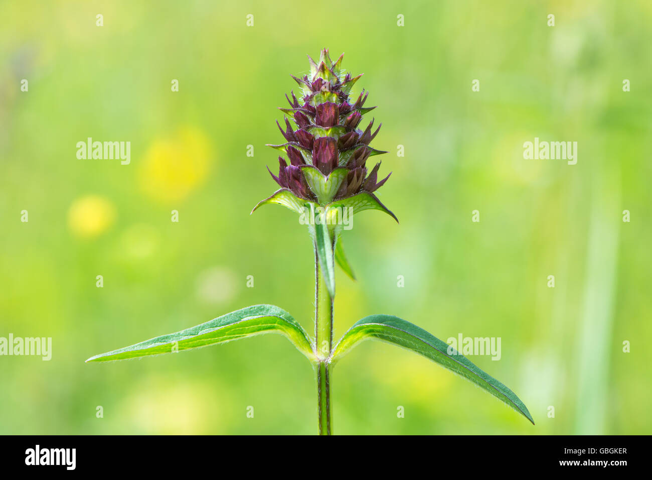 Selfheal (Prunella vulgaris) inflorescence in bud. Flower spike of plant in the mint family (Lamiaceae), showing toothed sepals Stock Photo