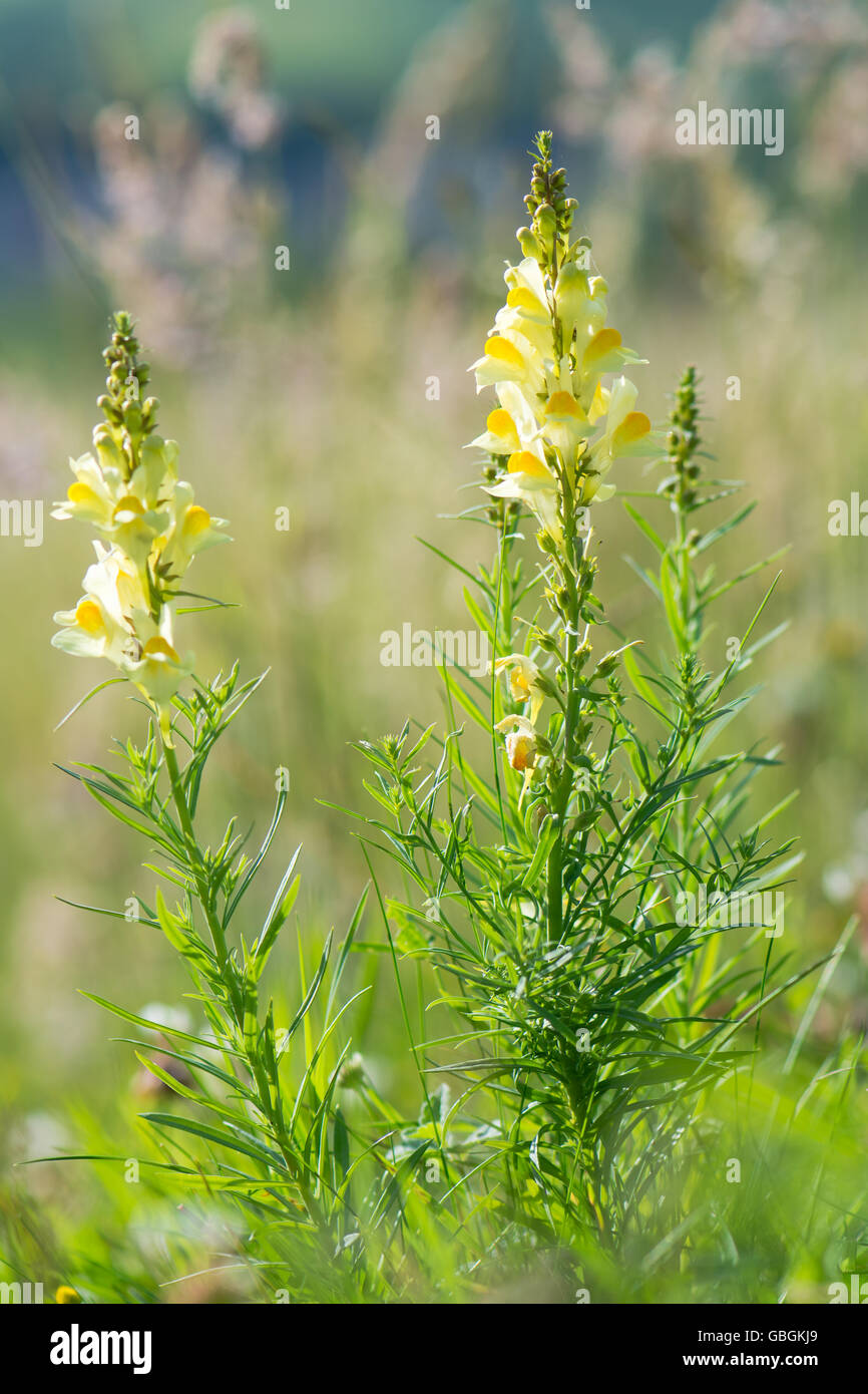 Common toadflax (Linaria vulgaris) flower spikes. An attractive lemon yellow flower in the family Plantaginaceae Stock Photo