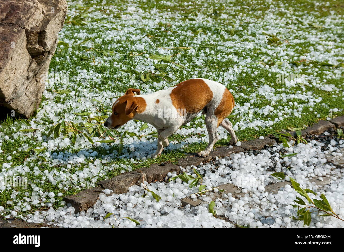 Small dog move in  hail stone at garden after hailstorm Stock Photo