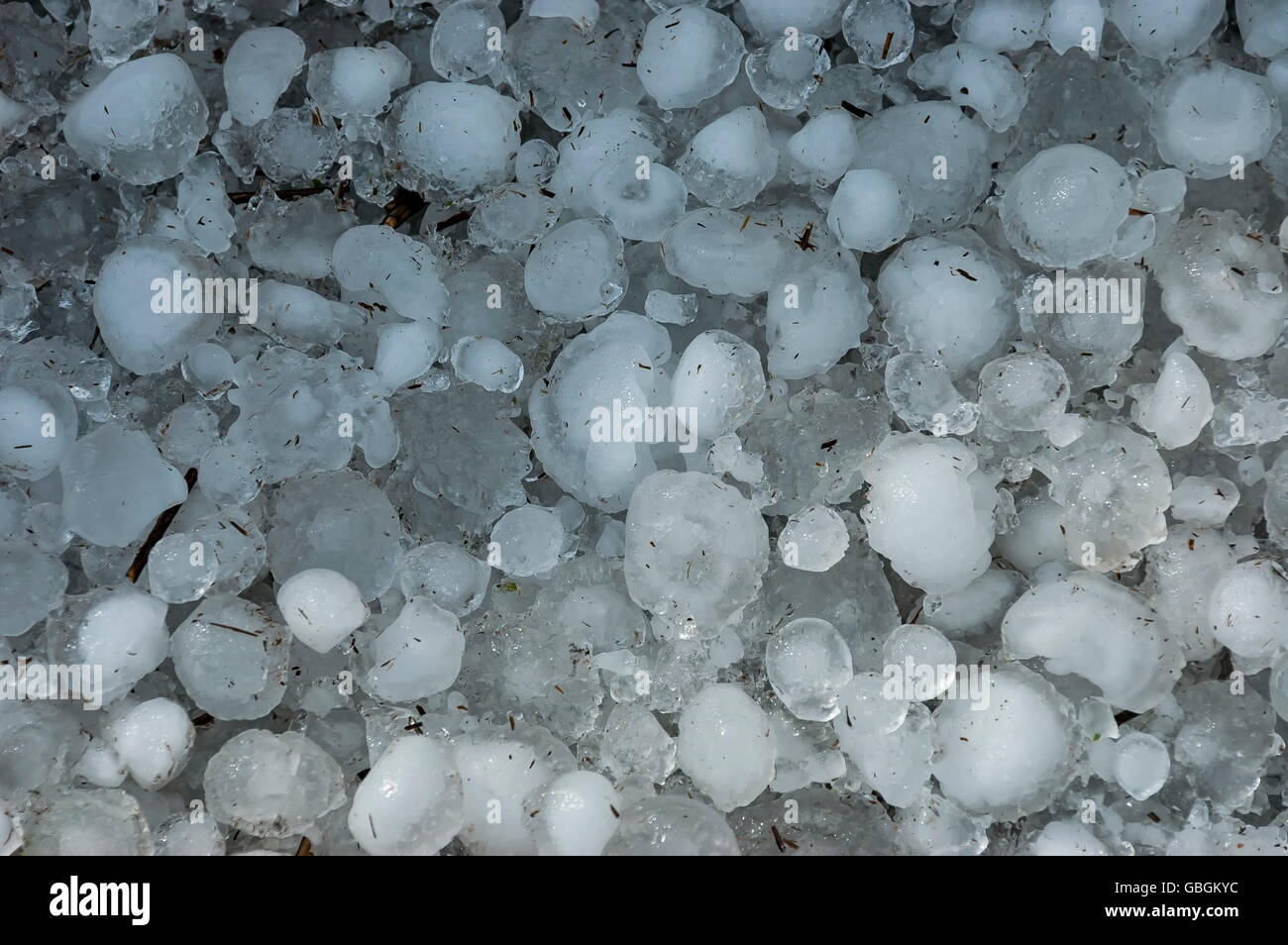 Big quantity of ice ball over the grass in garden, South Africa Stock Photo