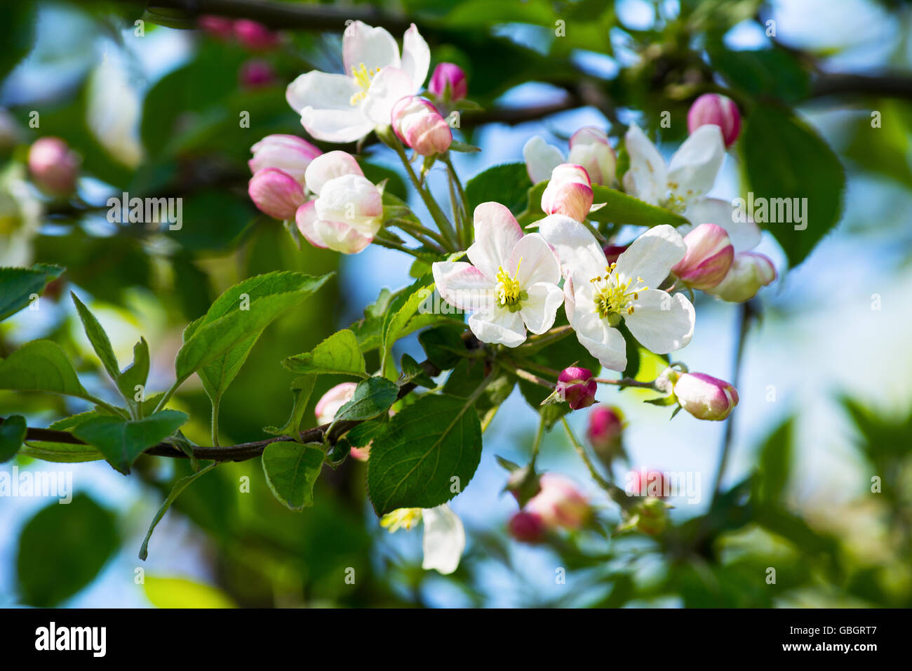 Apple blossoms, selective focus. Apple tree. Apple blossom. Spring flowers. Apple orchard Stock