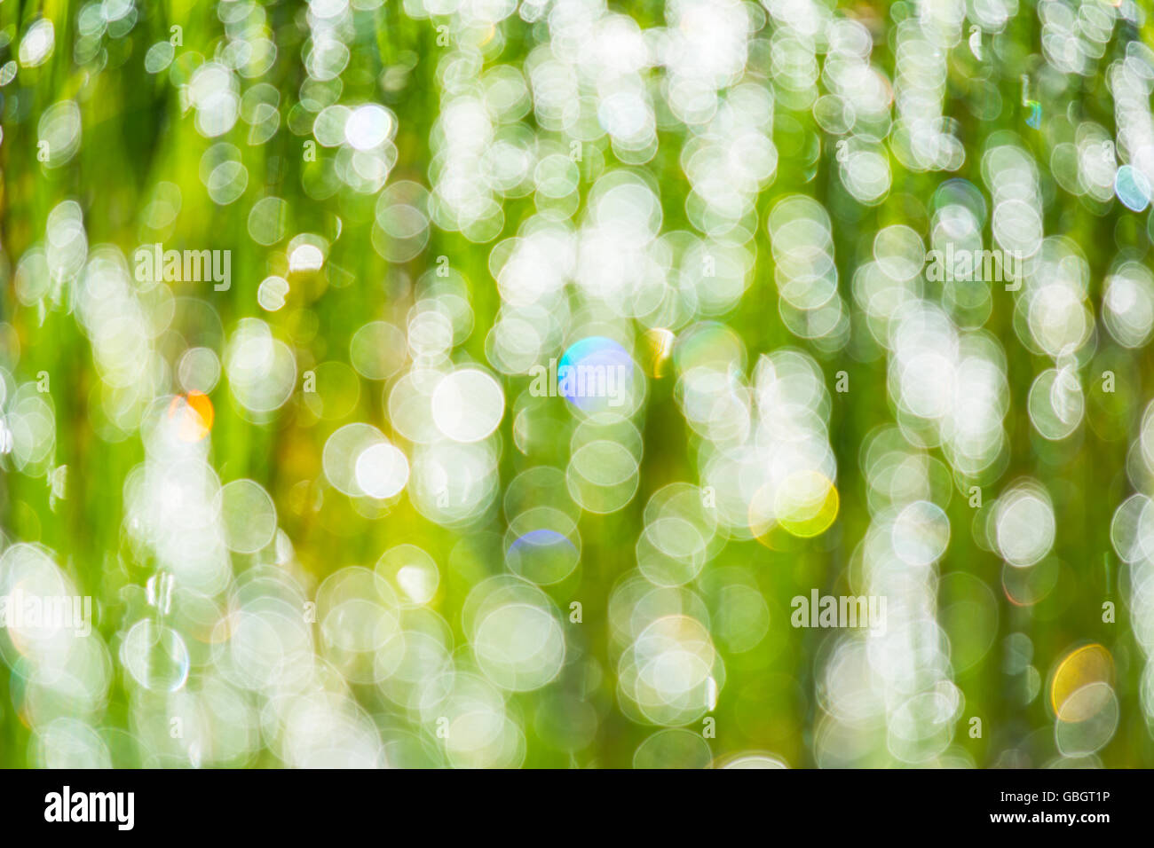 Defocused morning dew on the grass. Bokeh background. Lightbulb background. Stock Photo
