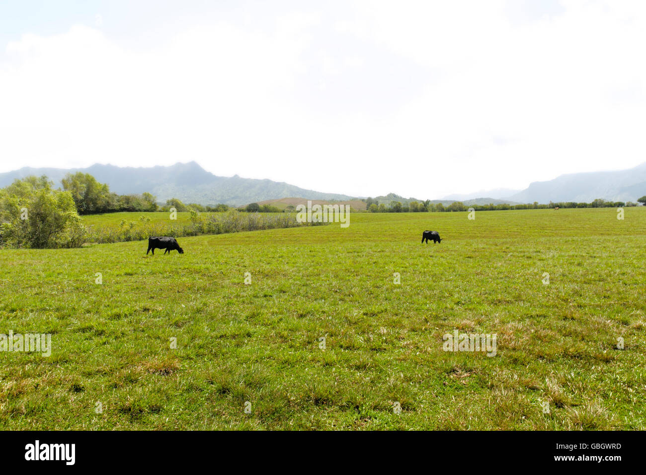 Cows graze on grass in Hawaii Stock Photo