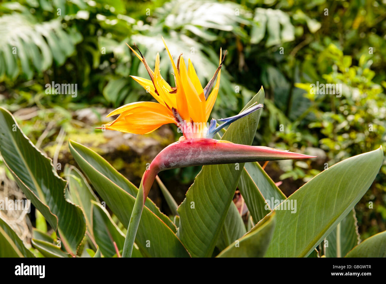 Tropical flower in Hawaii Stock Photo