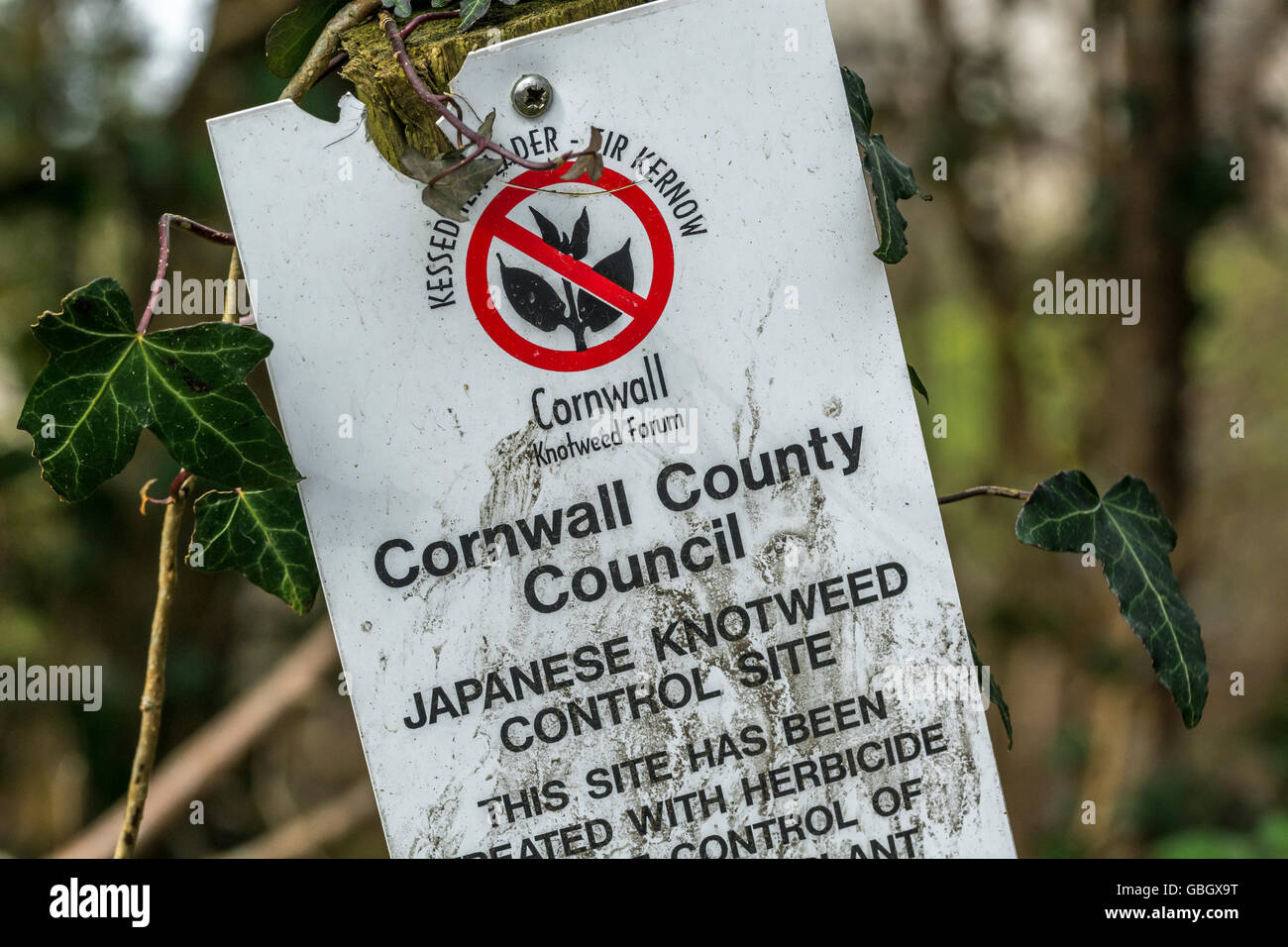 Invasive species concept. Warning sign for Japanese Knotweed [Fallopia japonica] control site in Cornwall. Stock Photo