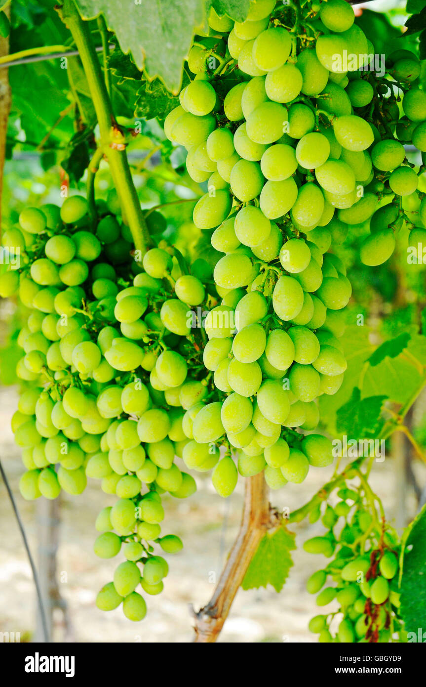 wine grapes, vineyard, Barletta, Puglia, Italy Stock Photo
