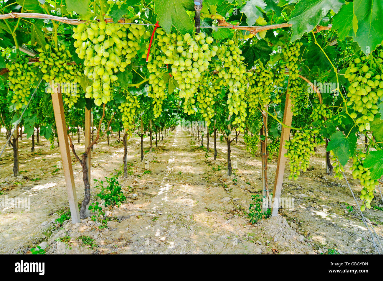 Puglia wine hires stock photography and images Alamy