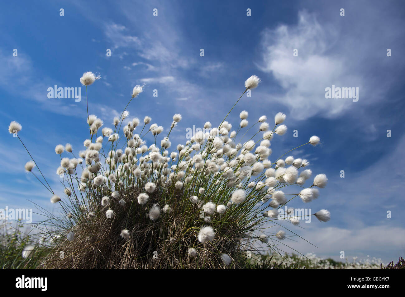hare's-tail cottongrass, Lower Saxony, Germany / (Eriophorum vaginatum) Stock Photo