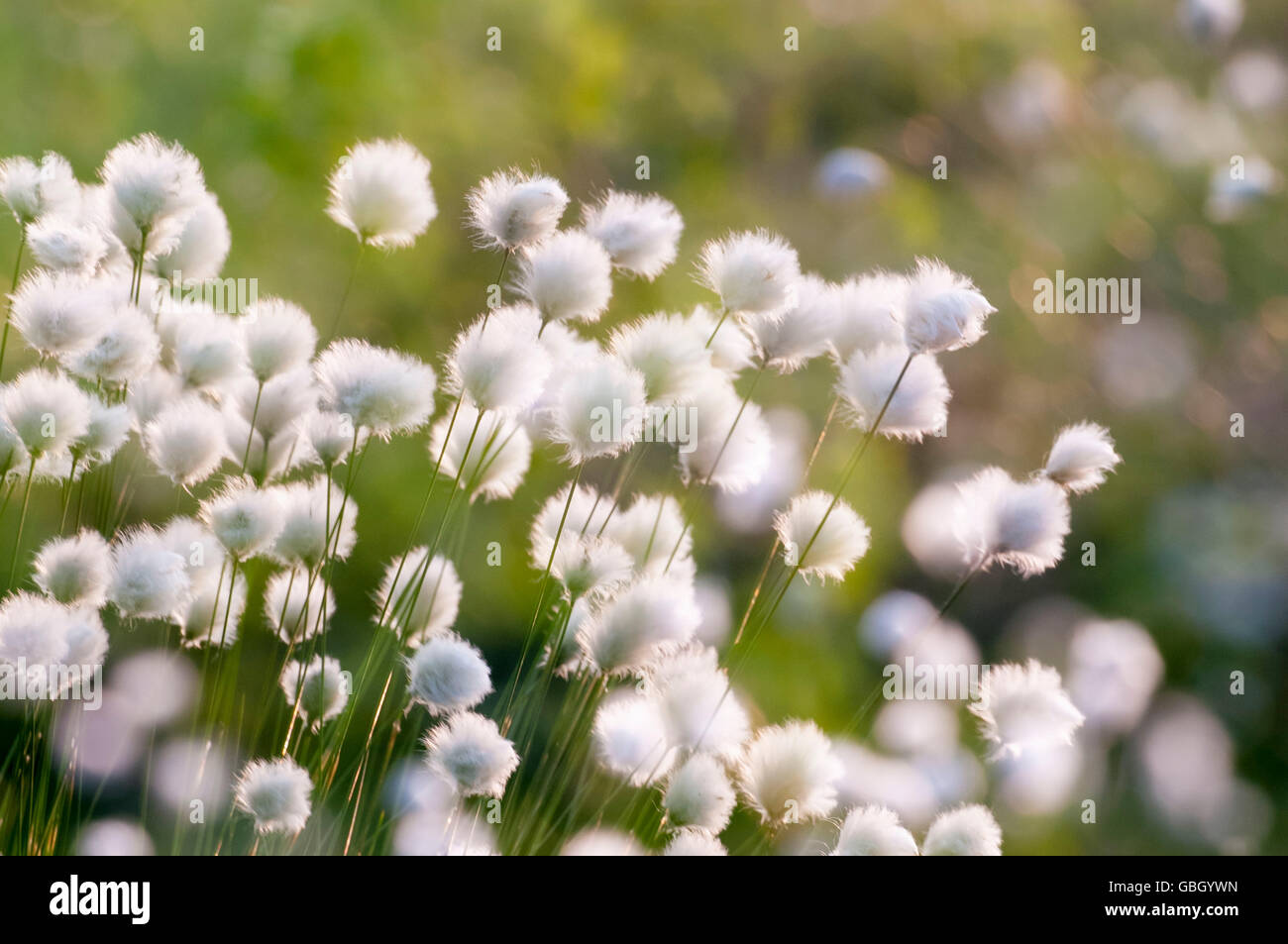 Hare's-tail Cottongrass, Lower Saxony, Germany / (Eriophorum vaginatum) Stock Photo