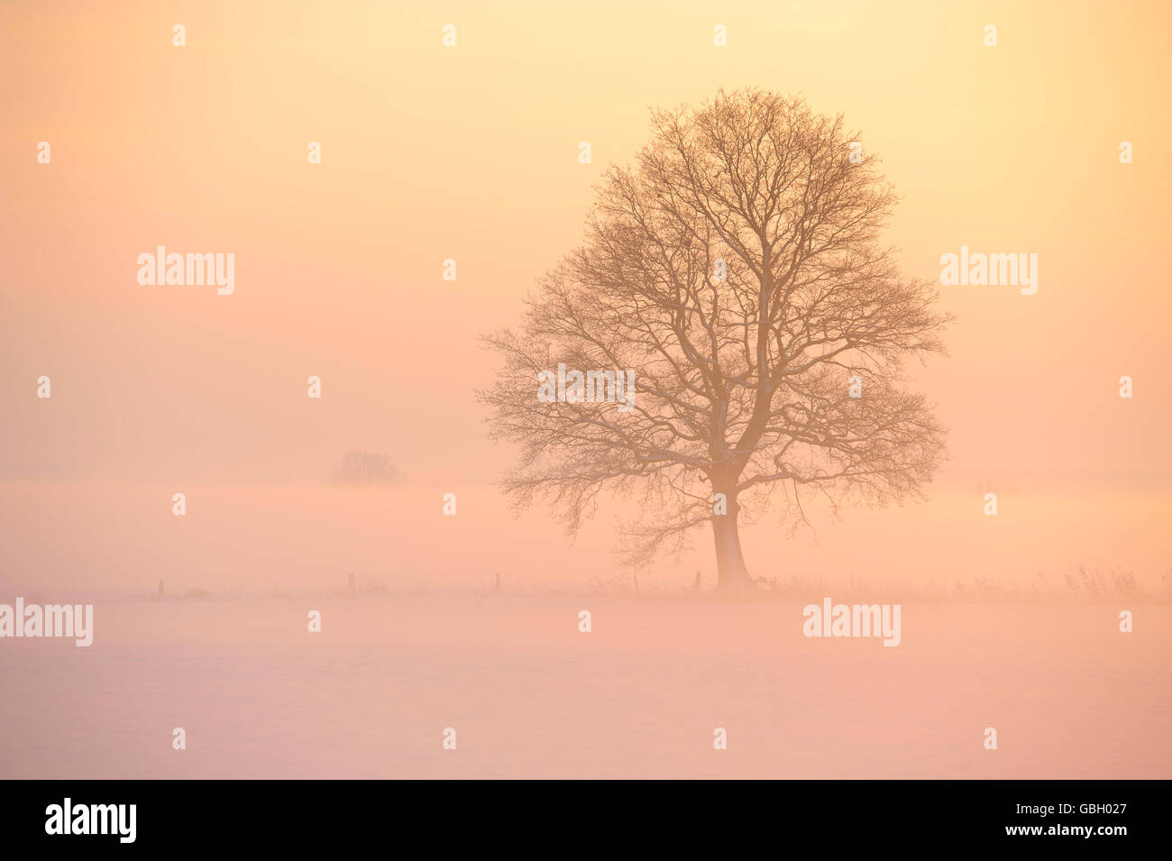 Quercus oak tree sunset silhouette hi-res stock photography and images ...