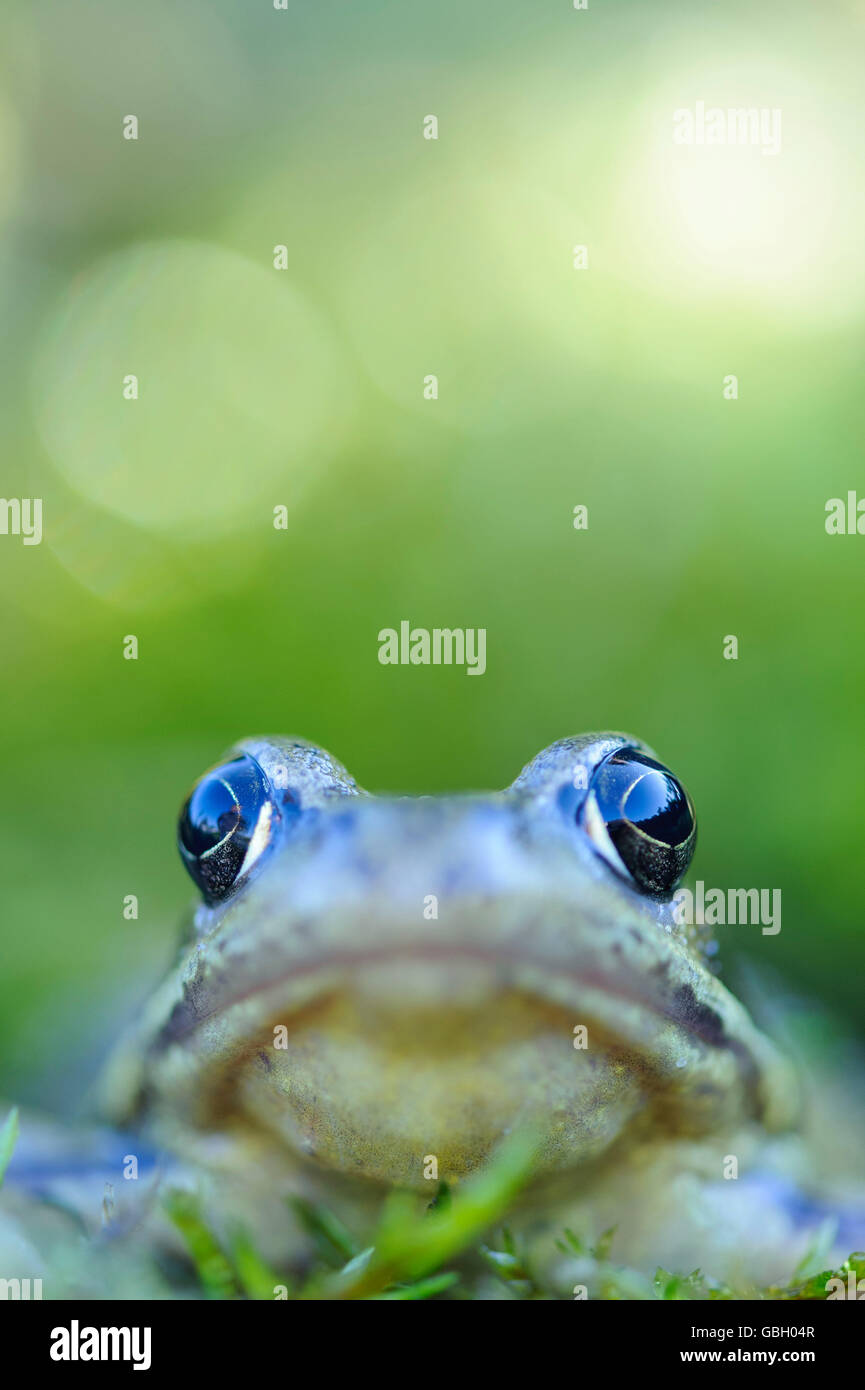 Common European Frog, Lower Saxony, Germany / (Rana temporaria) Stock Photo