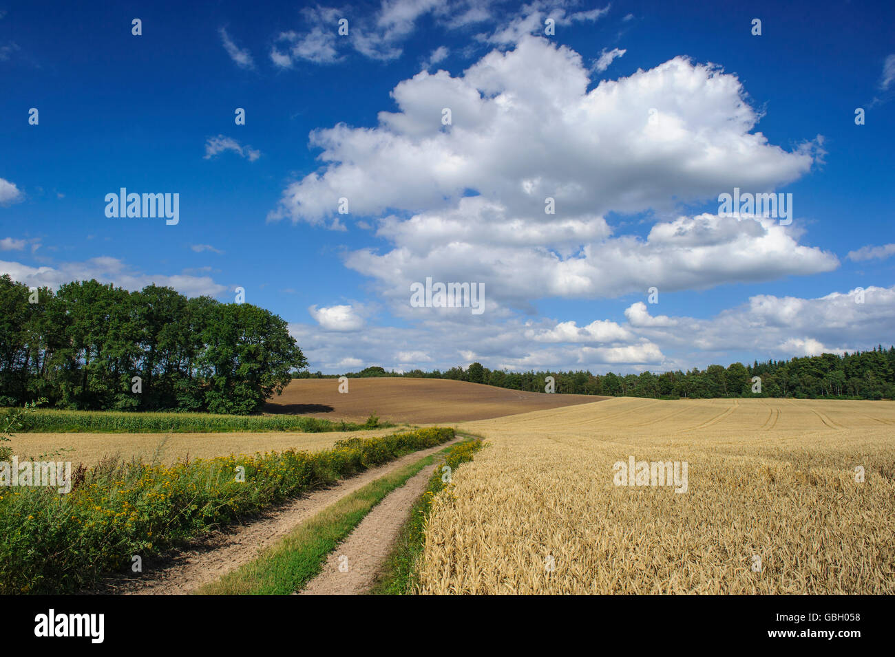 Cereal field, Damme, Lower Saxony, Germany Stock Photo